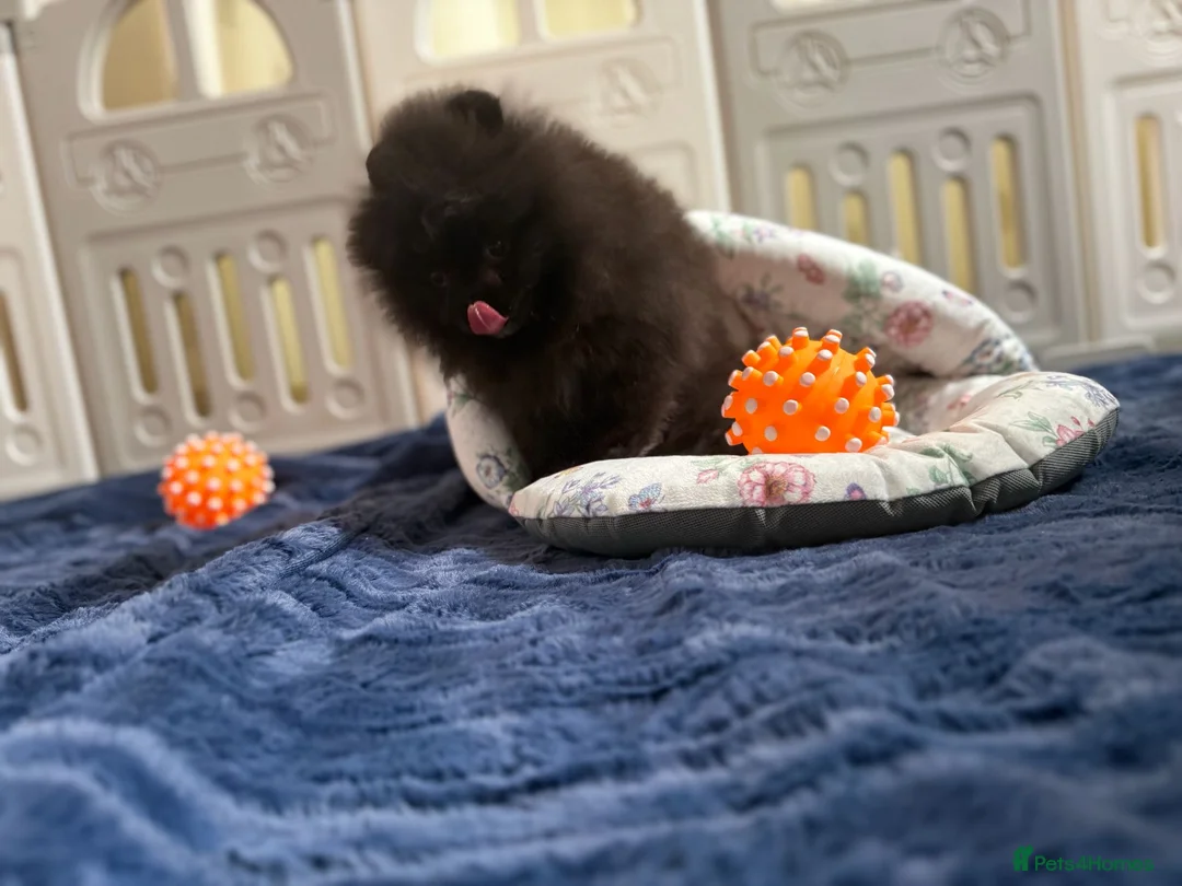 Pomeranian dogs for sale: Teddy Face Poms Puppies European Champion Lines - Advert 13