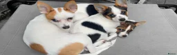 Mixed Breed dogs for sale: 3 Small Mixed breed puppies  in Manchester - Advert 32