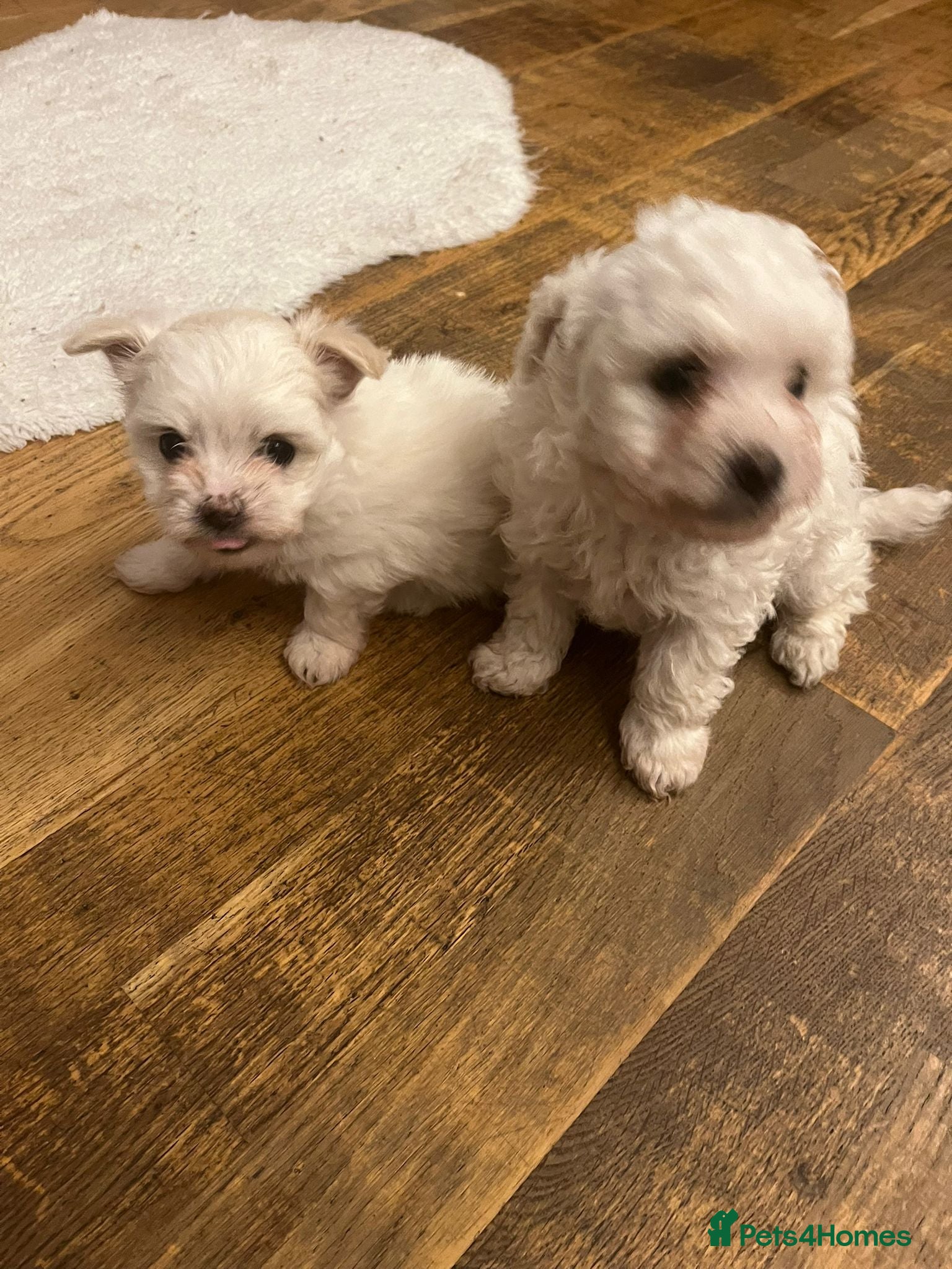 Bichon Frise dogs 4 Bichone Frise Maltese for sale - Advert 2