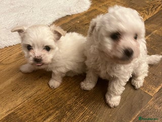 Bichon Frise dogs 4 Bichone Frise Maltese for sale - Advert 2