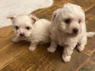 Bichon Frise dogs 4 Bichone Frise Maltese for sale - Advert 6