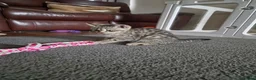 British Shorthair cats for sale: Gorgeous British Shorthair  - Advert 3