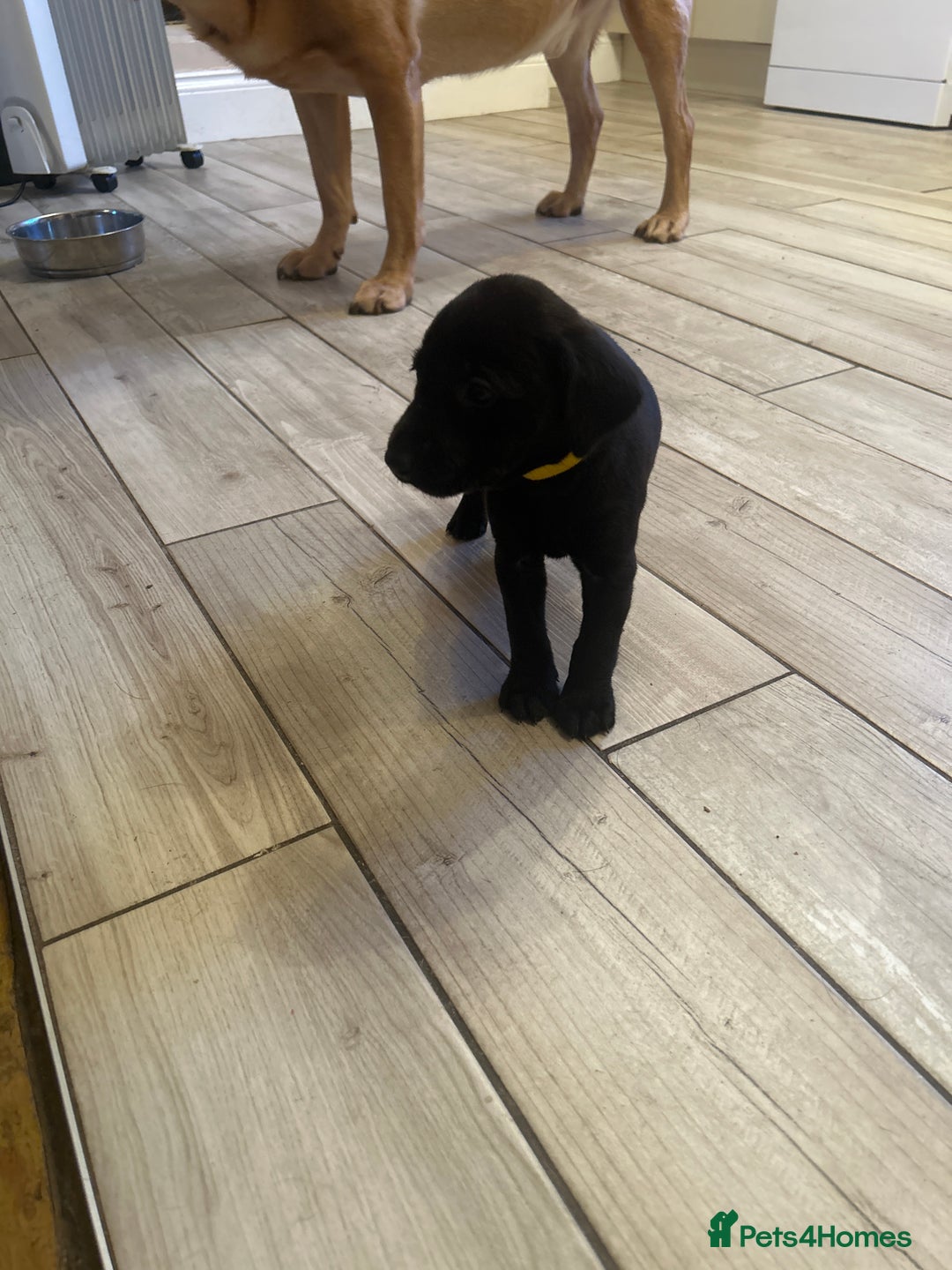 Labrador Retriever dogs for sale: KC registered black and red Labrador puppies - Advert 5