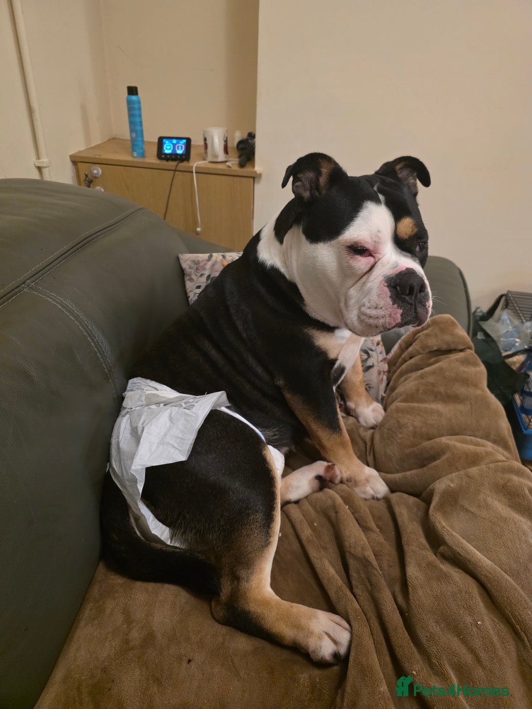 Olde English Bulldogge dogs for sale: Olde Tyme English Bulldog looking for forever home - Advert 8