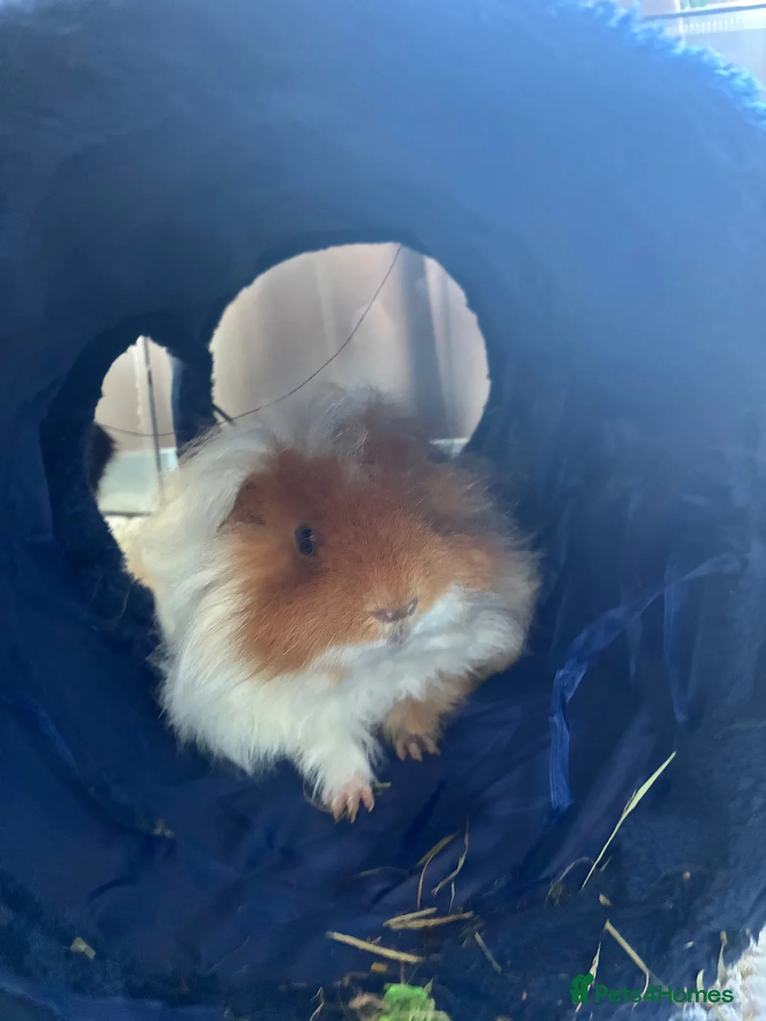 Guinea Pig rodents for sale: 2 male guinea pigs  in Stalybridge - Advert 1