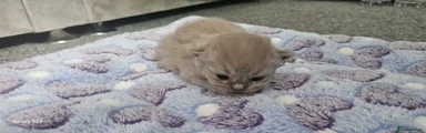 British Shorthair 2