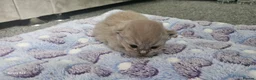 British Shorthair cats for sale:  British shorthair  - Advert 13