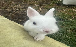 Netherland Dwarf rabbits for sale: Netherland dwarf rabbits  - Image 2