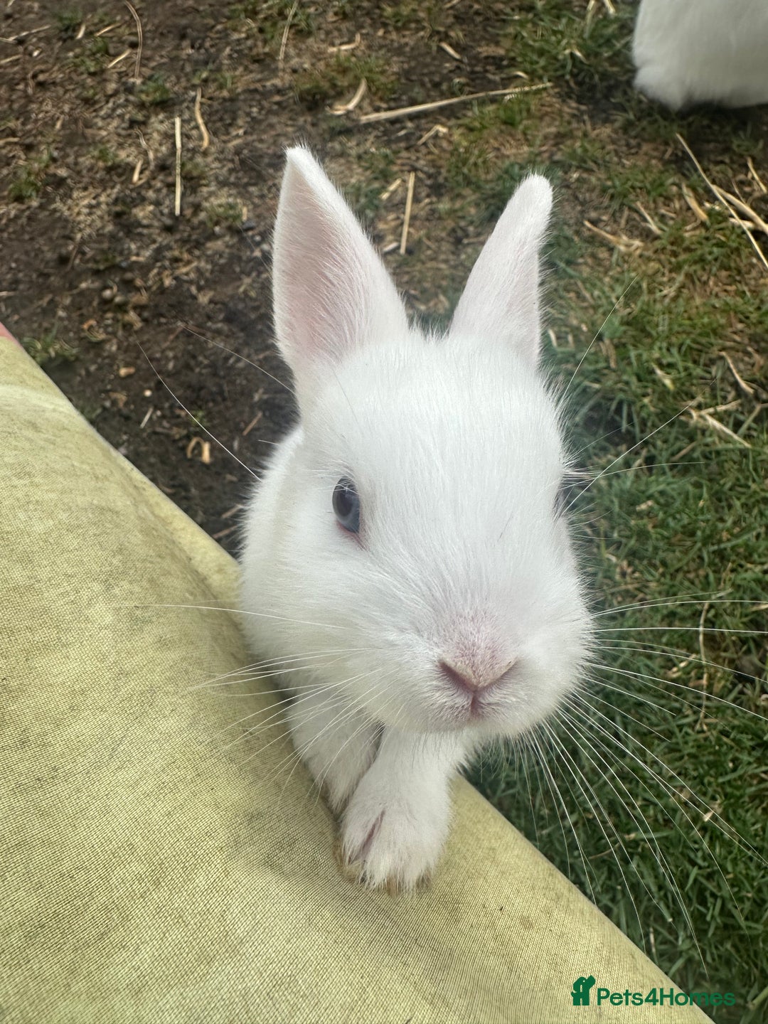 Netherland Dwarf rabbits for sale: Netherland dwarf rabbits  - Image 2