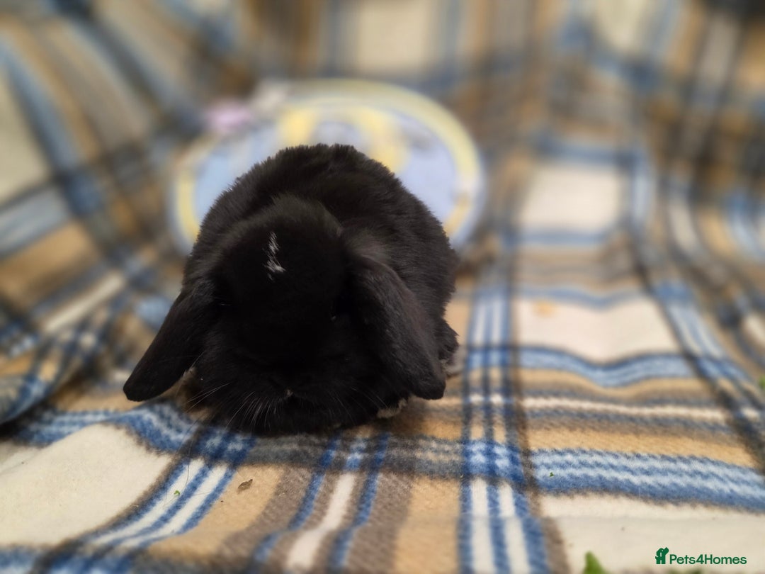 Mini Lop rabbits for sale: Mini lop bunnies - Advert 12