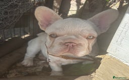French Bulldog dogs for sale: Isabella wrapped in cream, fluffy carrier - Image 3