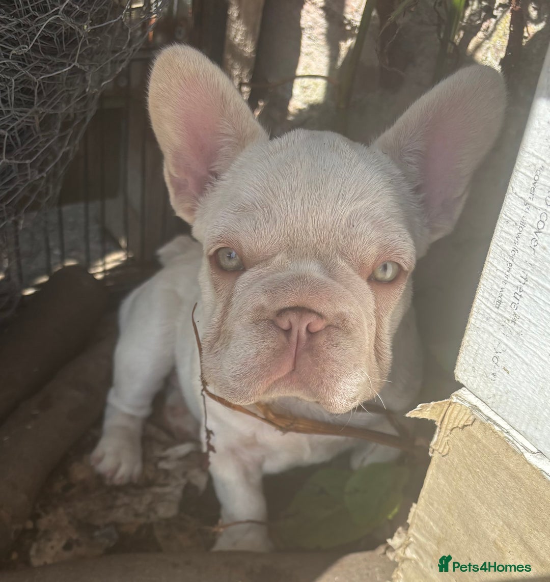 French Bulldog dogs for sale: Isabella wrapped in cream, fluffy carrier - Image 3