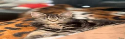Mixed Breed cats for sale: Female Kitten - Advert 5