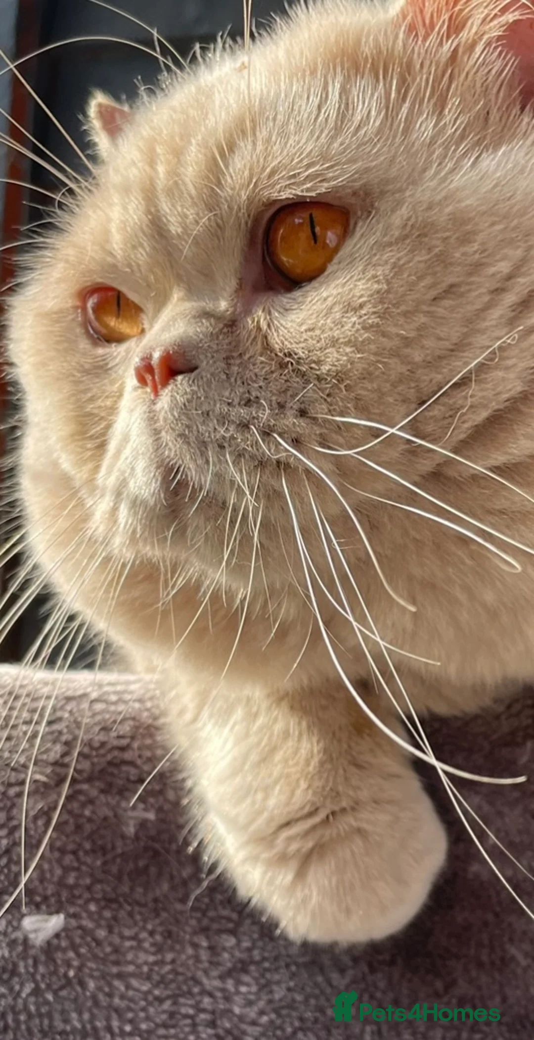 British Shorthair cats for stud: 🔥 GCCF TICA FAWN STUD CARRYING CINNAMON LONGHAIR  in Derby - Advert 4