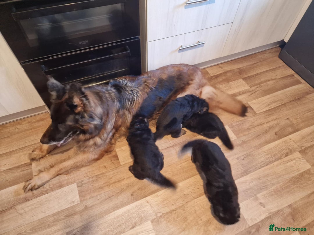 German Shepherd dogs for sale: For sale - Image 5