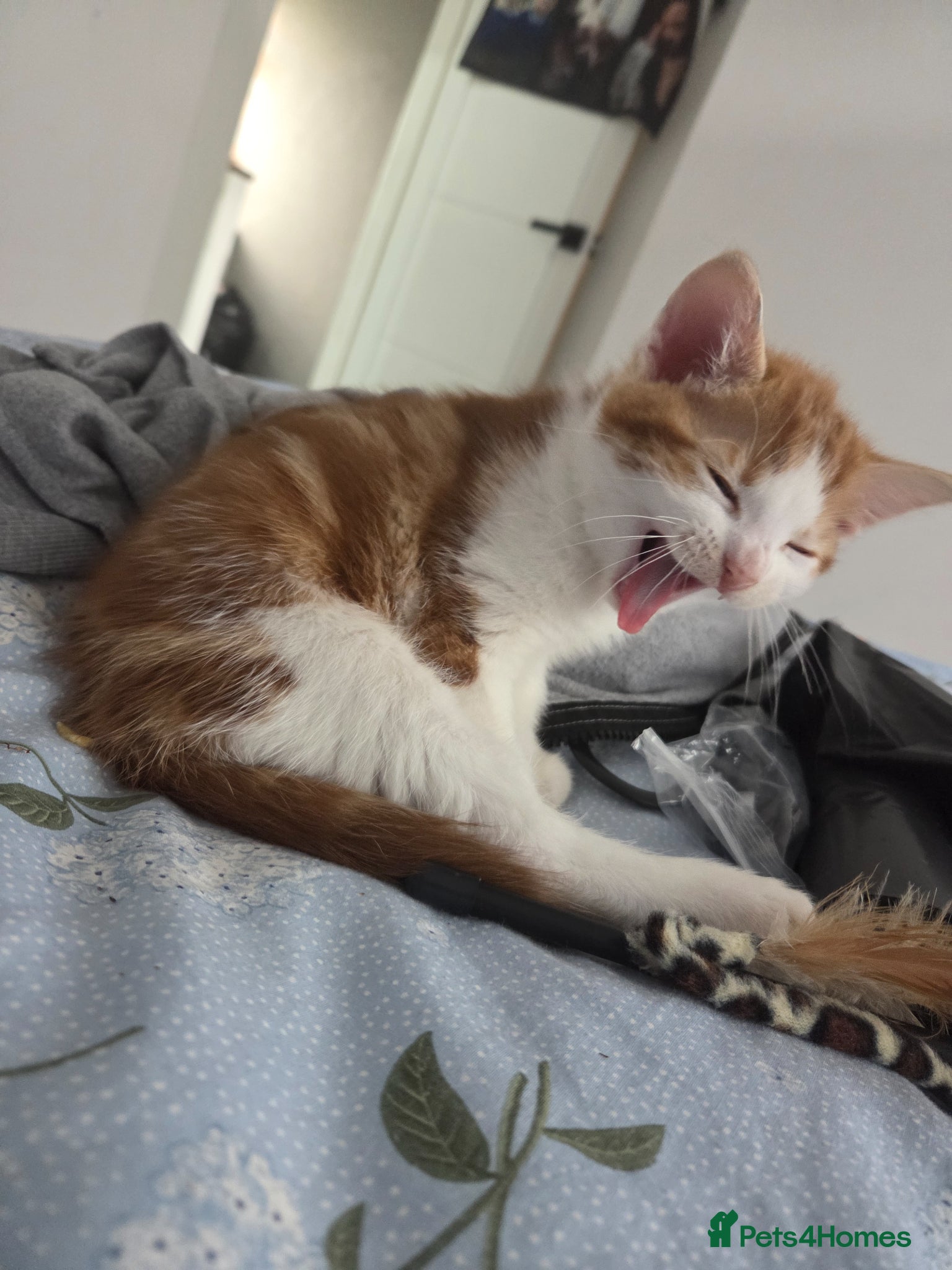 Mixed Breed cats Stunning red and white boy 9 weeks old - Advert 4