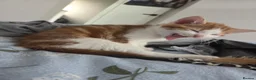 Mixed Breed cats for sale: 1 boy 1 girl kitten left 150 each or 250 for both - Advert 6