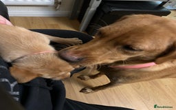 Labrador Retriever dogs for sale: KC Fox Red Labrador Pups - Health tested - Image 10