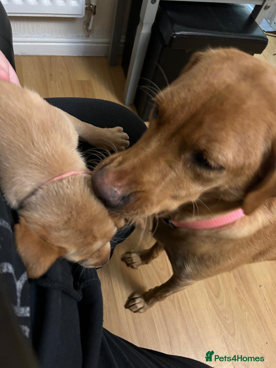 Labrador Retriever dogs for sale: KC Fox Red Labrador Pups - Health tested - Image 10