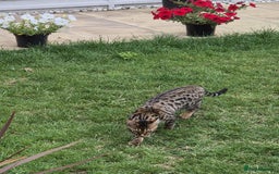 Bengal cats for sale: 1 Gorgeous Bengal SALE!!! in Swindon - Image 2
