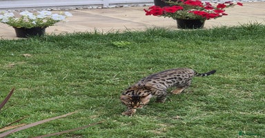 Bengal cats in Swindon - Advert 19