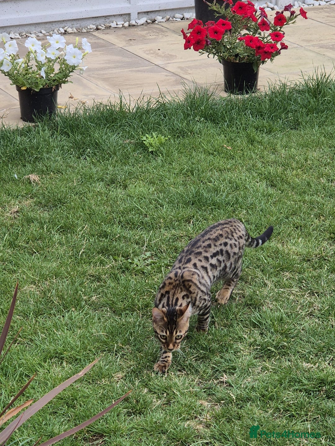 Bengal cats for sale: 1 Gorgeous Bengal SALE!!! in Swindon - Image 2