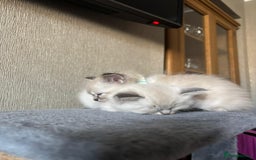 Ragdoll cats for sale: 6 beautiful PURE Ragdolls - Champion Bloodlines - Image 14