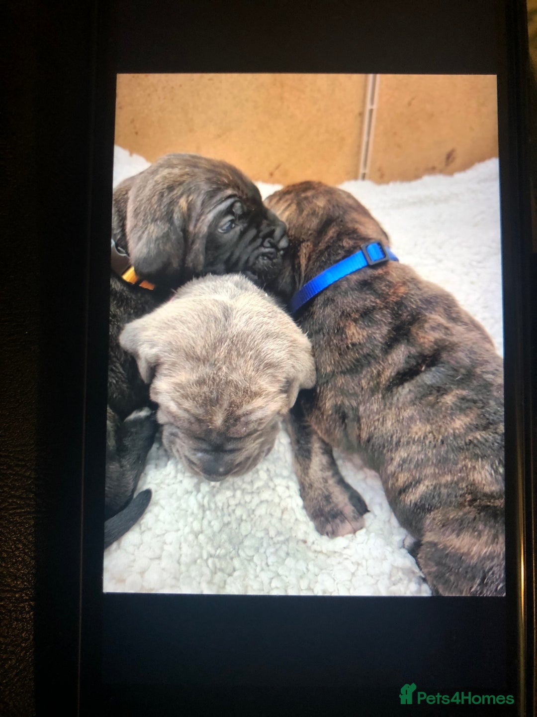Cane Corso dogs for sale: Purebred Italian Cane Corso puppies - Advert 11