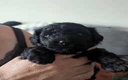 Mixed Breed dogs for sale: Cotonoodle pups  - Image 2