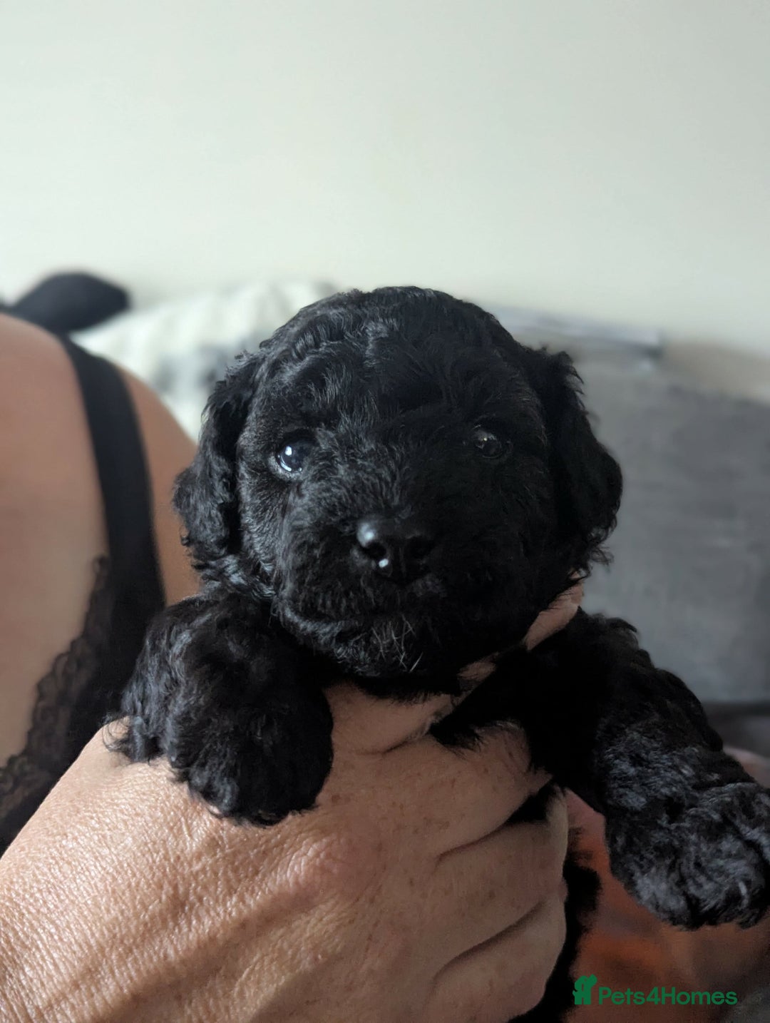 Mixed Breed dogs for sale: Cotonoodle pups  - Image 2