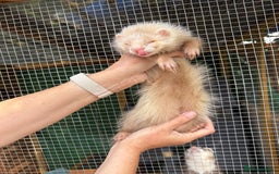 Ferret rodents for sale: Full and semi angora ferrets READY NOW - Image 3