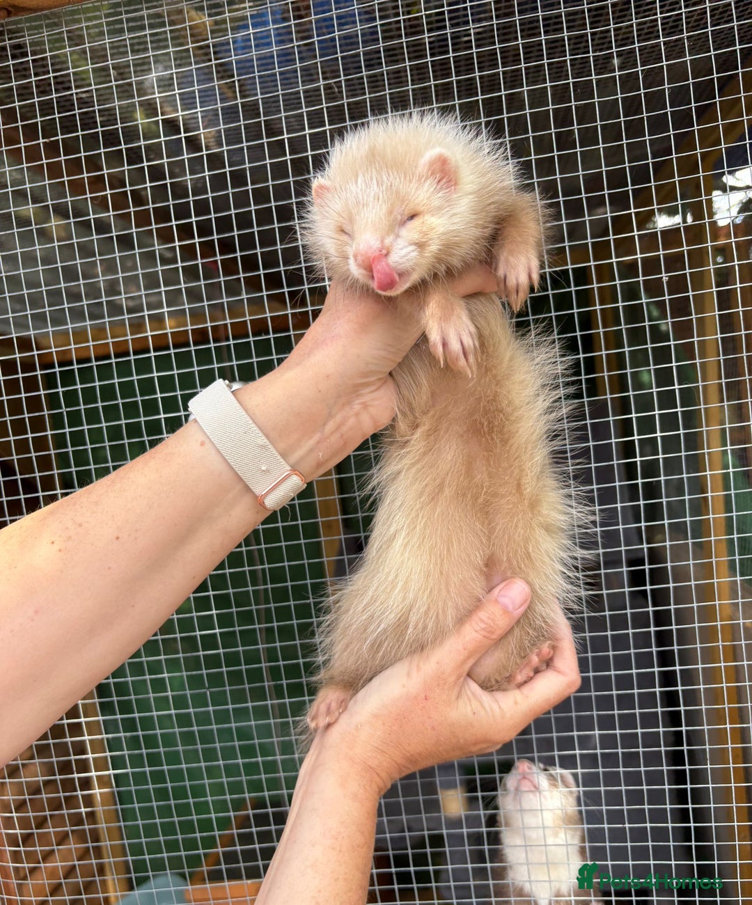 Ferret rodents for sale: Full and semi angora ferrets READY NOW - Image 3