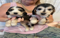 Cocker Spaniel dogs for sale: SHOW TYPE COCKER SPANIEL PUPS - Image 12