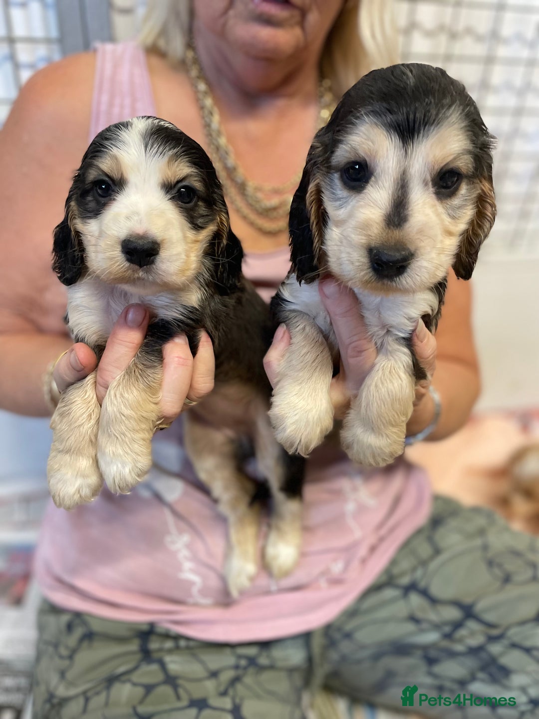 Cocker Spaniel dogs for sale: SHOW TYPE COCKER SPANIEL PUPS - Image 12