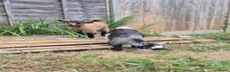 Goats livestock for sale: Two female short legged pygmy goats - Advert 3