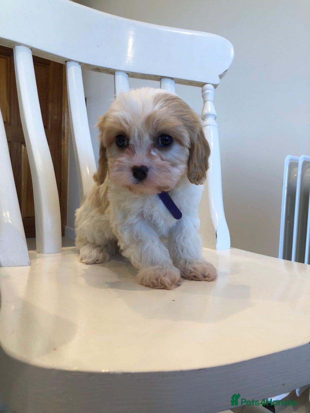 Cavapoo dogs for sale: Adorable Cavapoo Puppies  - Advert 36