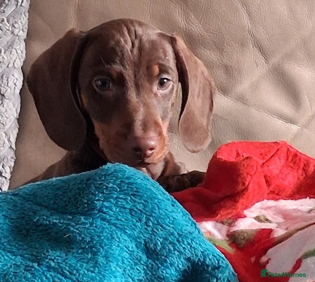Dachshund dogs for sale: Mini dachshund for sale  - Advert 12