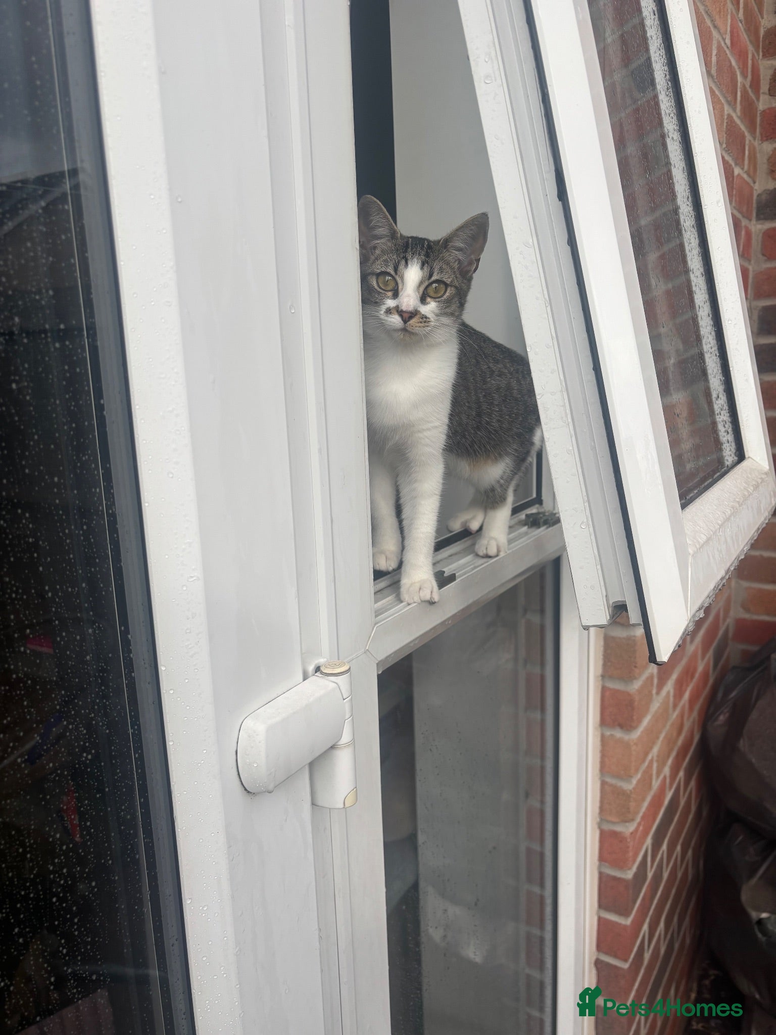 Mixed Breed cats Tabby mixed breed - Advert 3