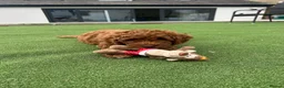 Cockapoo dogs for sale: Adorable F1BB Cockapoos - Advert 11