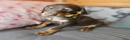 Dobermann dogs for sale: 💝🐾 Ready Now Chunky KC Registered pups 🐾 💝 - Advert 30