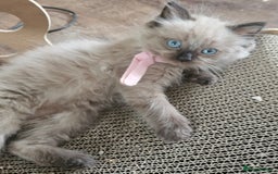 Ragdoll cats for sale: Beautiful Ragdoll Kittens  - Image 3