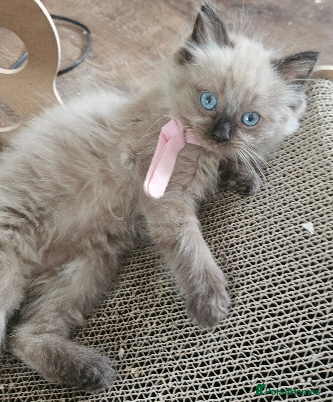 Ragdoll cats for sale: Beautiful Ragdoll Kittens  - Image 3