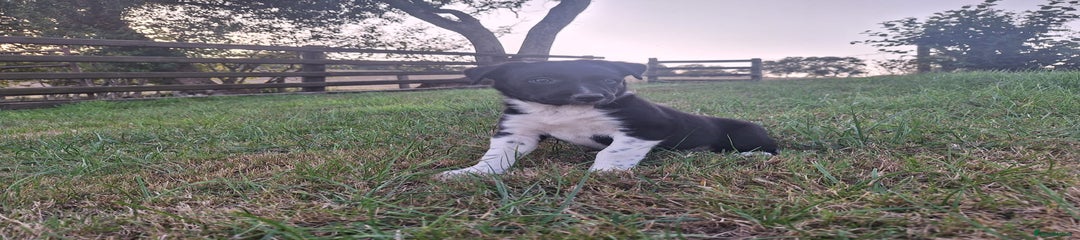 Border Collie Puppy 1