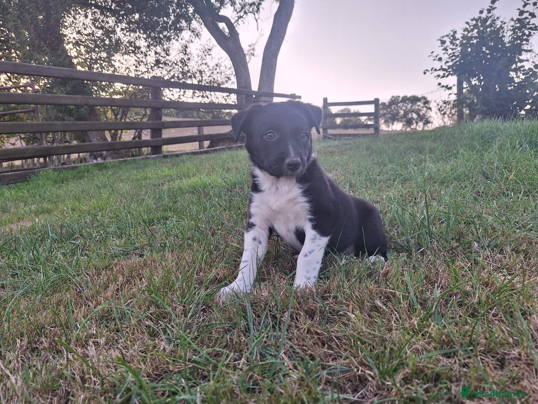 Border Collie dogs for sale: Border Collie pup's  - Image 2