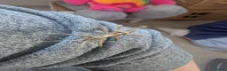 Stick Insects invertebrates for sale: Sunny stick insects in Salisbury - Advert 3