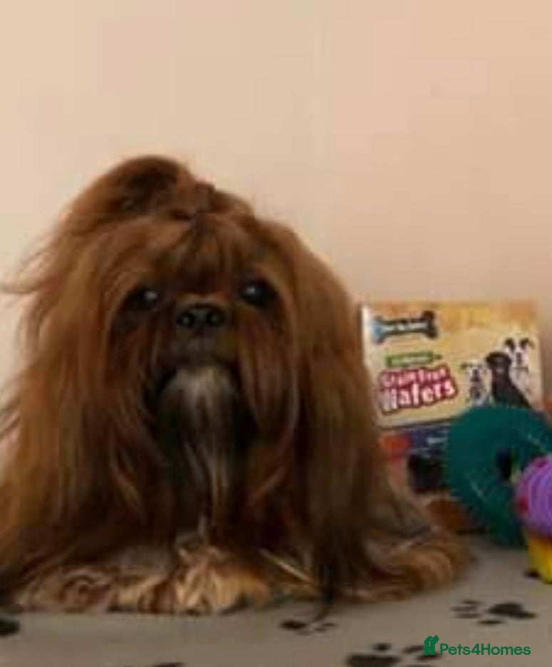 Shih Tzu dogs Ch Sired Boy At Stud in Wakefield - Advert 16