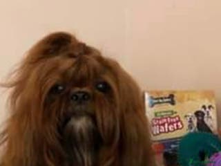 Shih Tzu dogs Ch Sired Boy At Stud in Wakefield - Advert 4