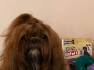 Shih Tzu dogs Ch Sired Boy At Stud in Wakefield - Advert 2