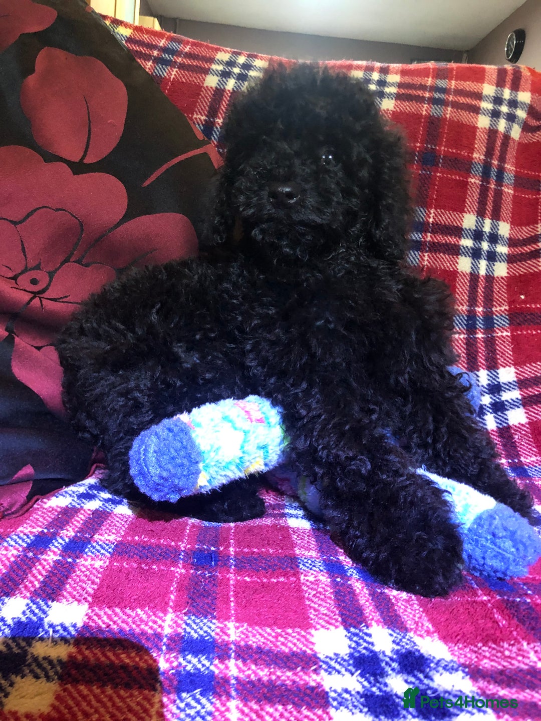 Cockapoo dogs for sale: Cockapoo puppies for sale  - Advert 16