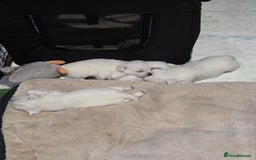 West Highland Terrier dogs for sale: Gorgeous pedigree westies, excellent bloodlines - Image 38